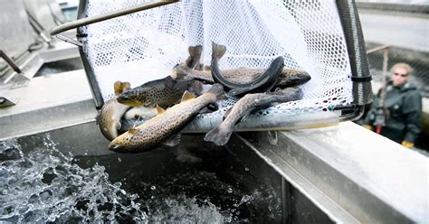 Nc trout stocking - 2023 master trout stocking list graham county district 9 stream code portion to be stocked mi jan feb mar april may june july aug sept oct nov dec total calderwood reservoir ltn 1-2 entire lake 150.00a brook r'bow 3,500 3,500 7,000 brown yellow creek ltn 1-2-2-15 lake santeetlah hydropower pipeline to cheoah river 1.77 brook 80 80 80 80 320